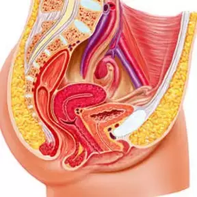 sistema genito-urinario femminile e punto gee