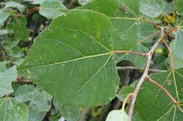 Foglie di aspen per l'infusione curativa